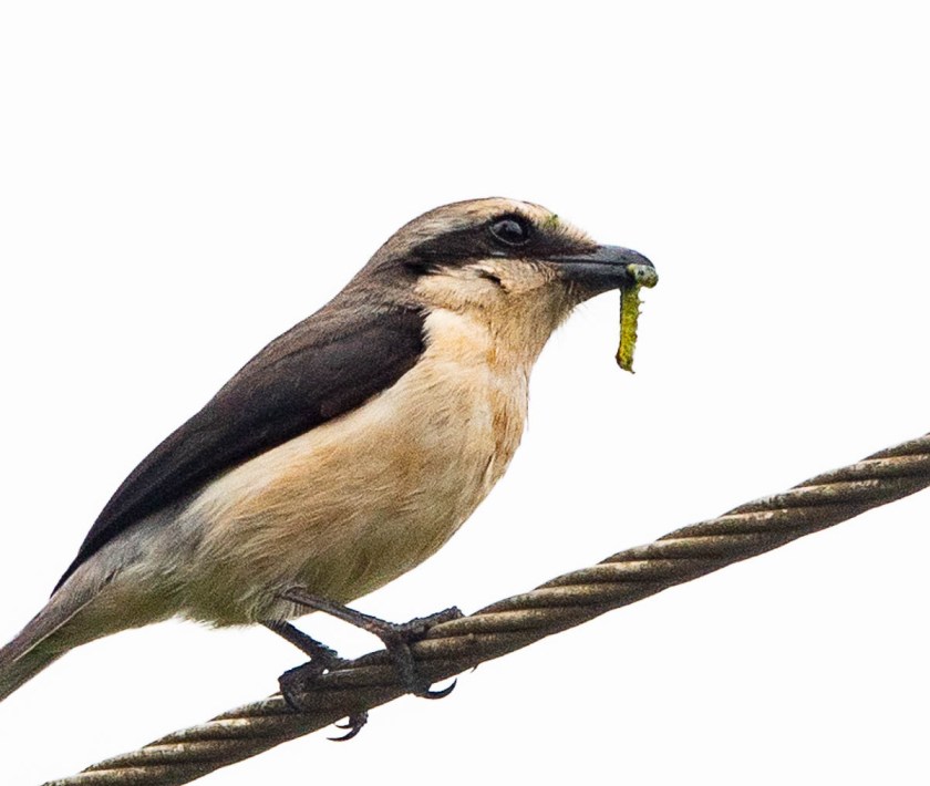 Mackinnon';s foscal shrike with caterpillar.