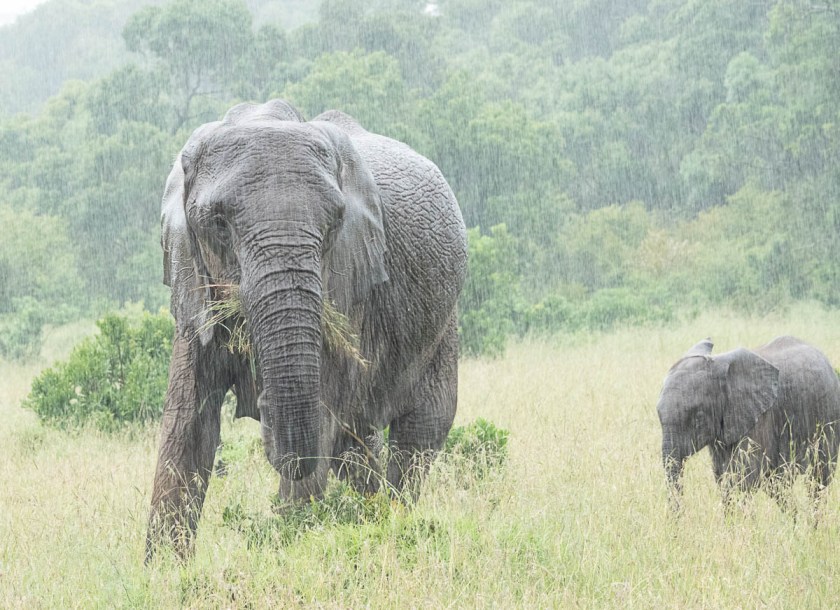 Very wet elephants