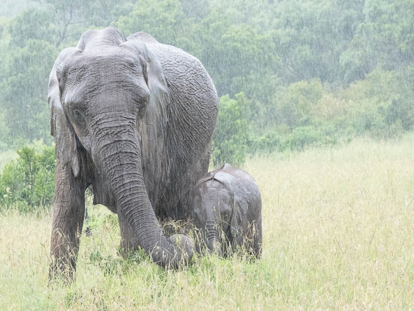 Very wet elephants