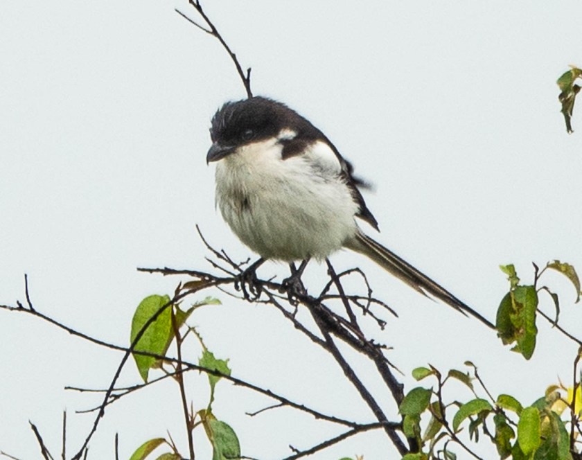 Long-tailed Fiscal Shrike