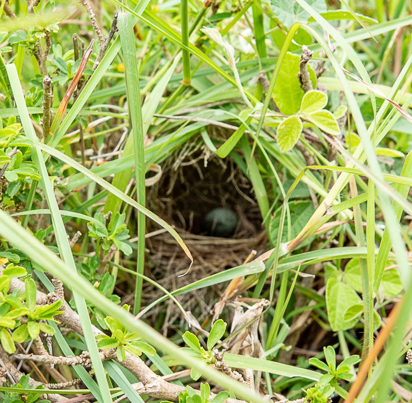 Jackson's widowbird. Nest with single egg.