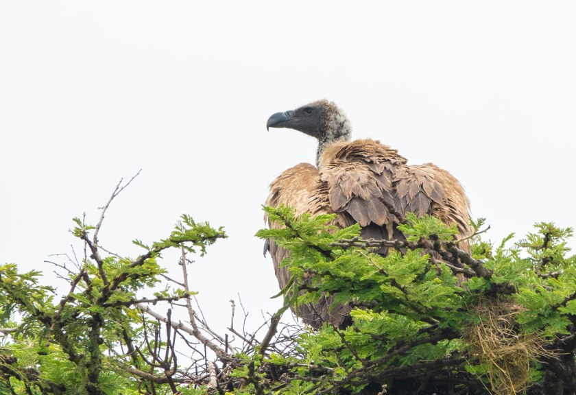 White-backed Vulture on nest