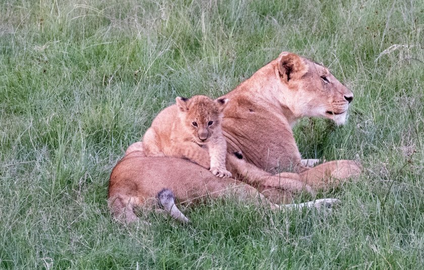 Pride of five females and 10 cubs