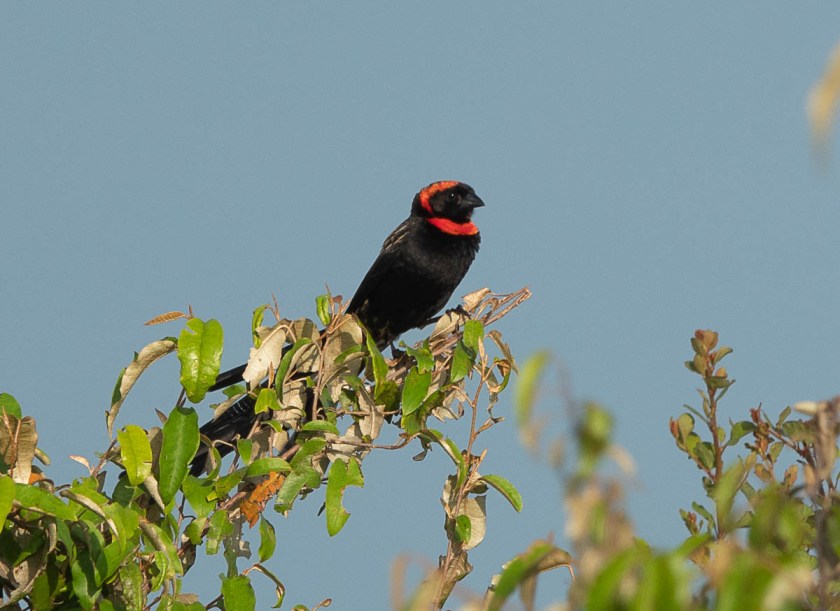 Red-collared widowbird