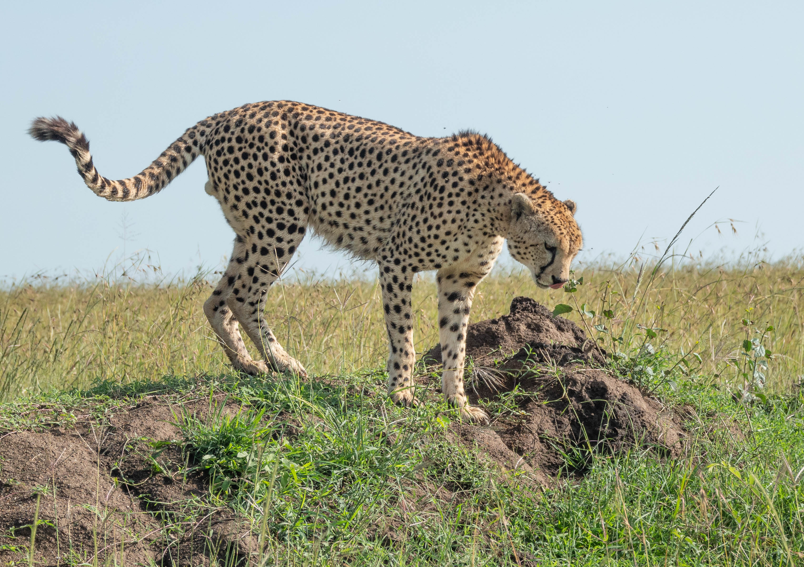The Cheetah: Offspring of the wind – Eyes on the Wild