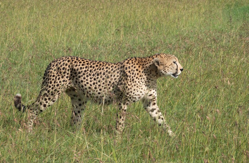 Cheetah