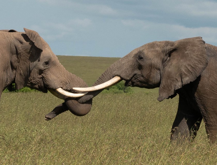 Male elephants jousting, for fun.