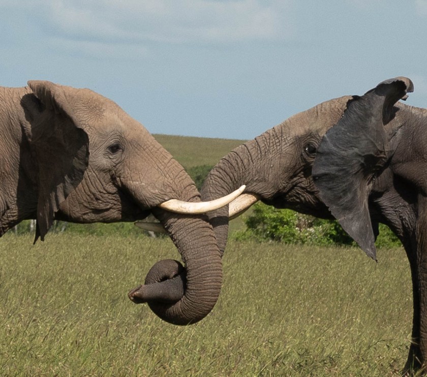Male elephants jousting, for fun.
