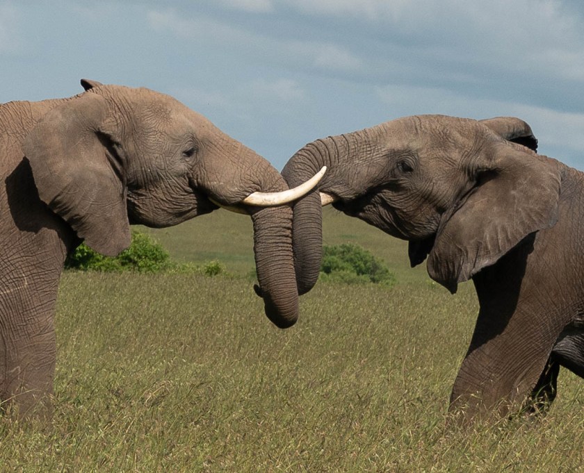 Male elephants jousting, for fun.