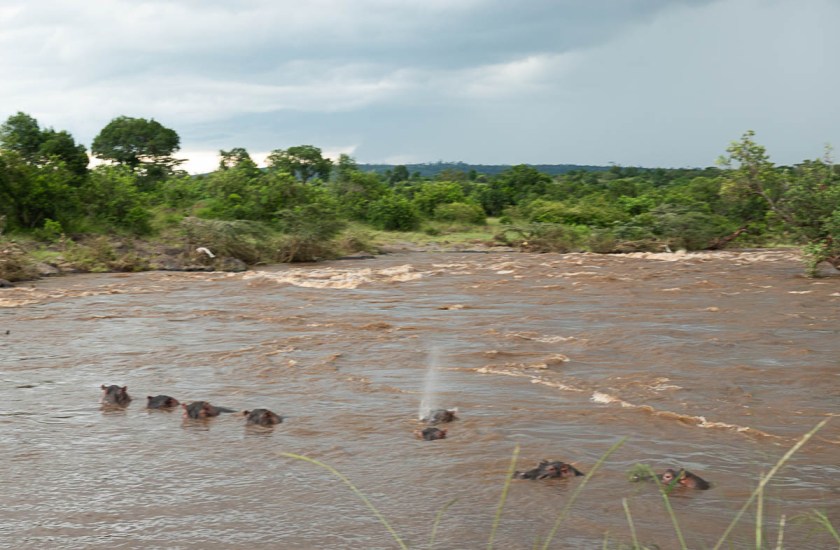 Mara river in flood, with hippos