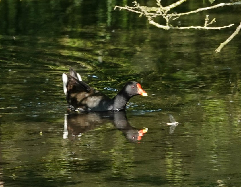 Moorhens