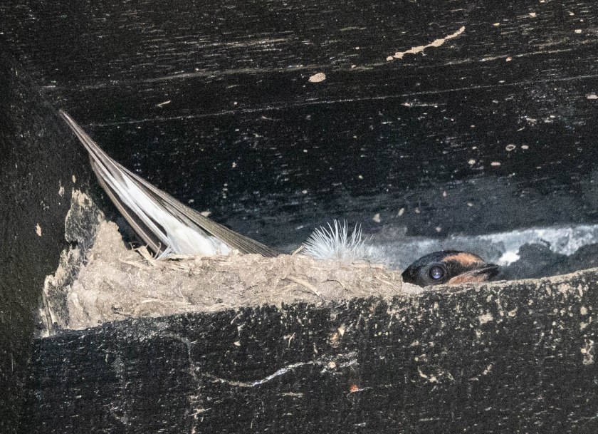 Swallow sirring on nest in the cloisters in Sherborne