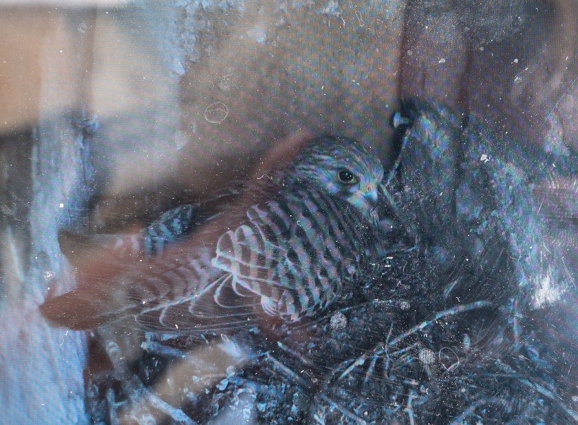 Kestrel on nest inside Sherborne church tower, from BBC moinitor