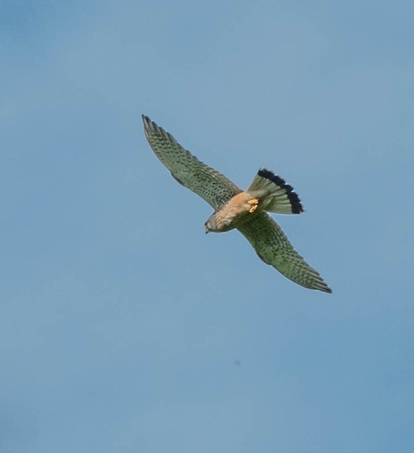 Kestrel
