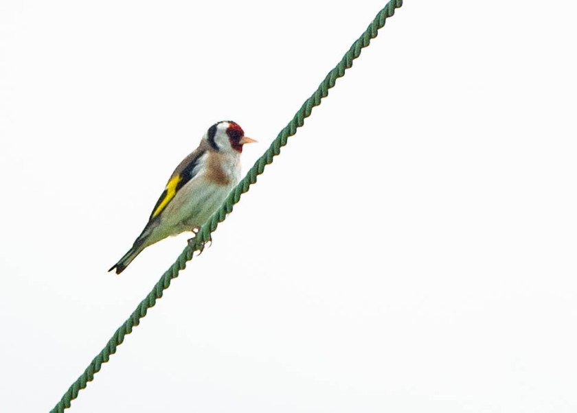 Goldfinch