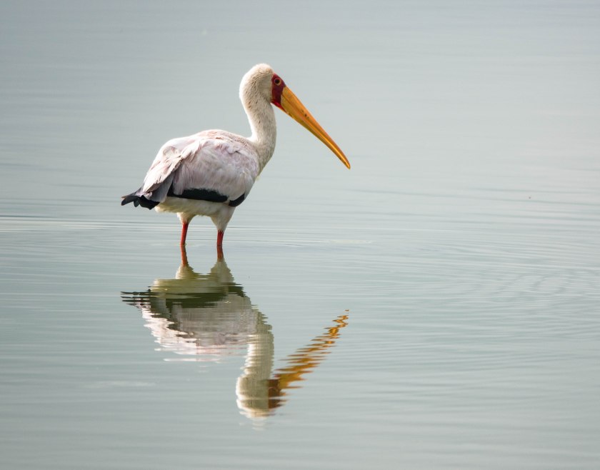 Yellow-billed stork