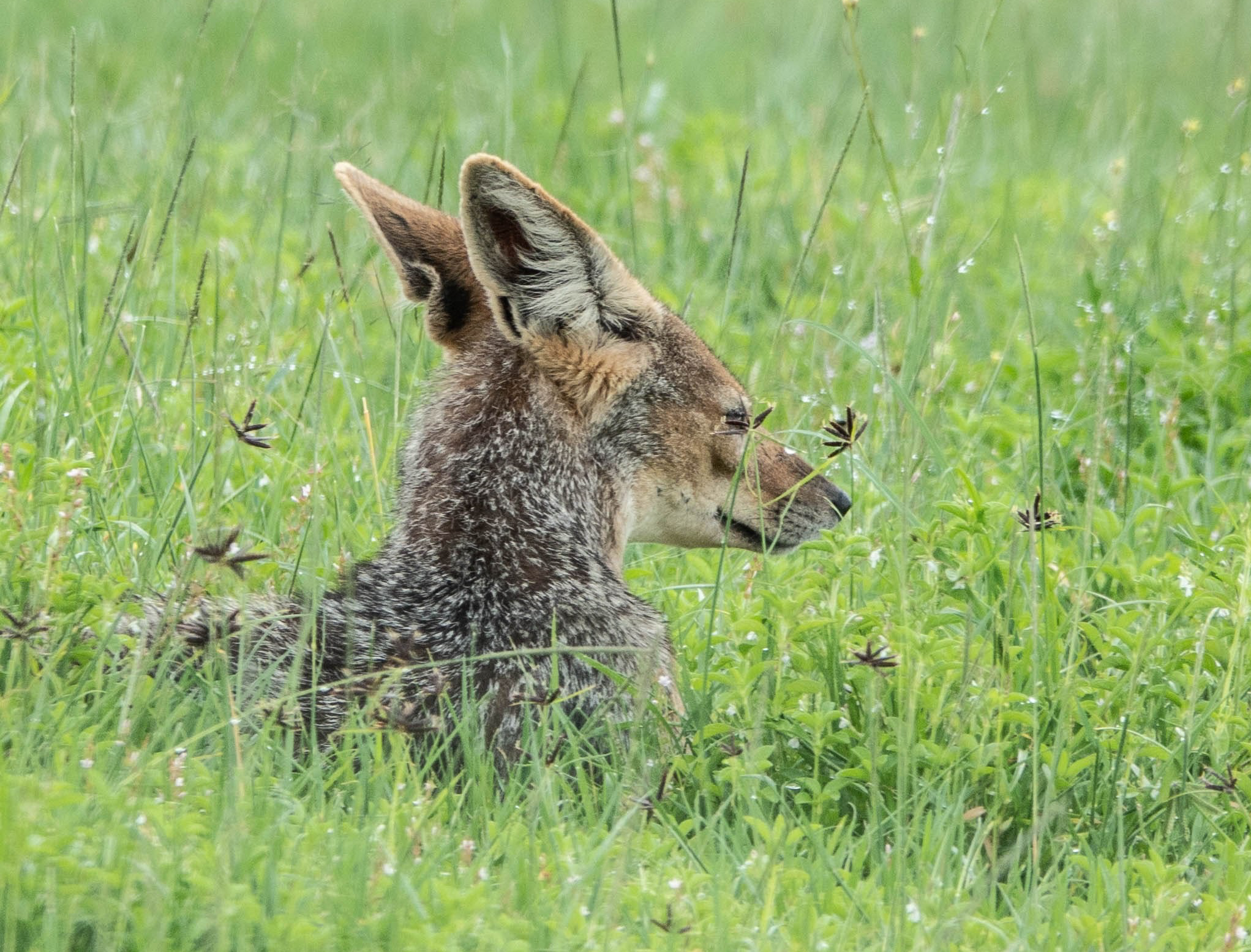 Black-backed jackal