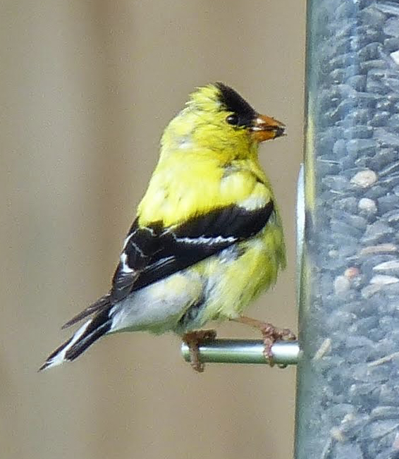 Male goldfinch