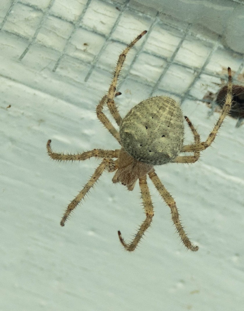Orb-weaver Spider