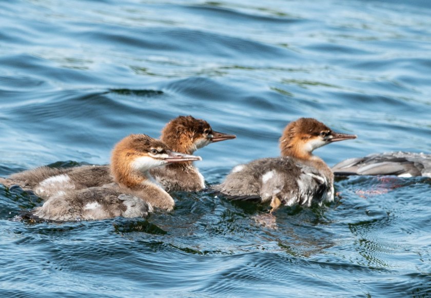 Red-necked grebes