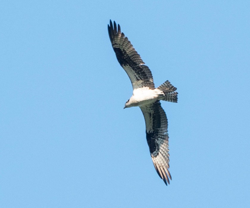 Osprey