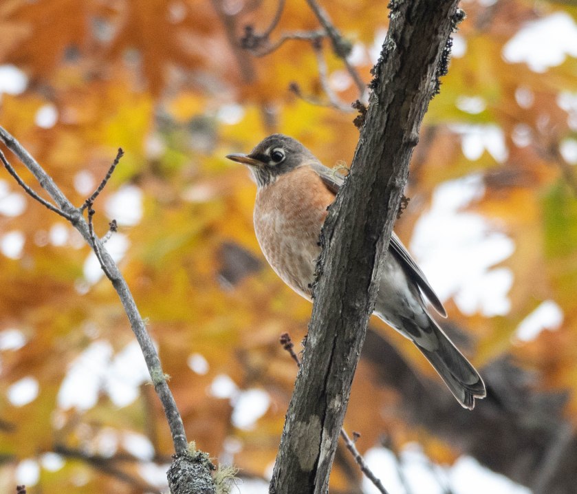 American robins