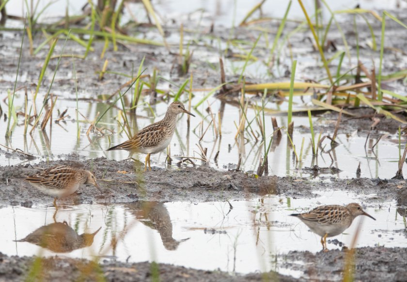 Spotted Sandpipers