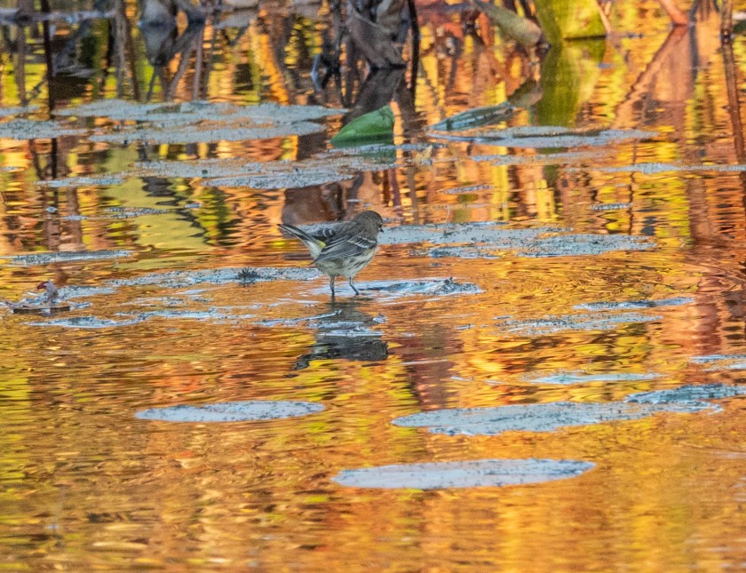 Yellow-rumped Warblers