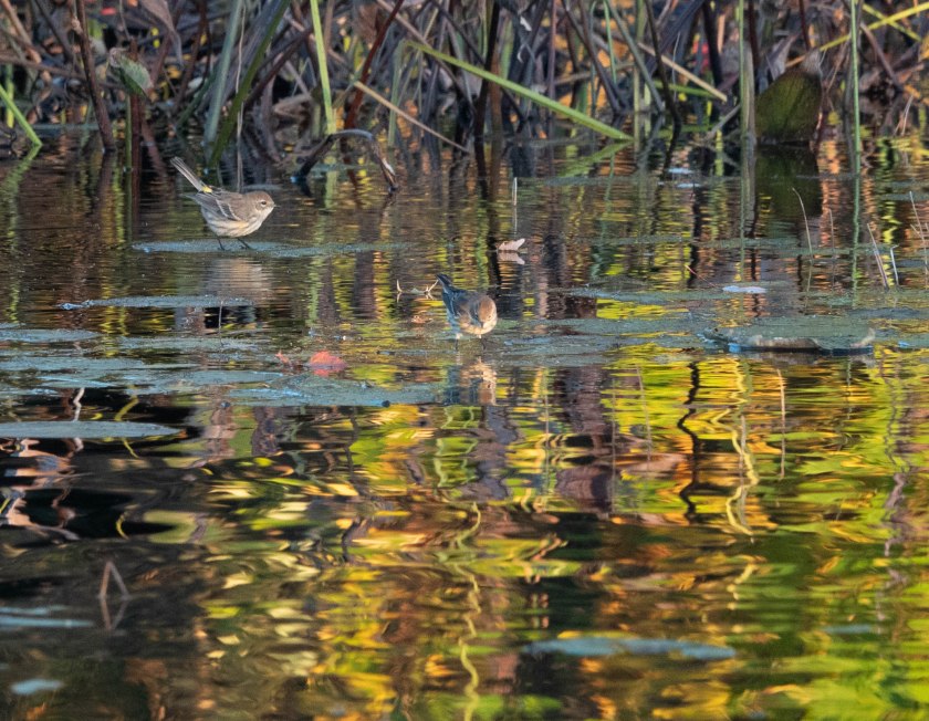 Yellow-rumped Warblers