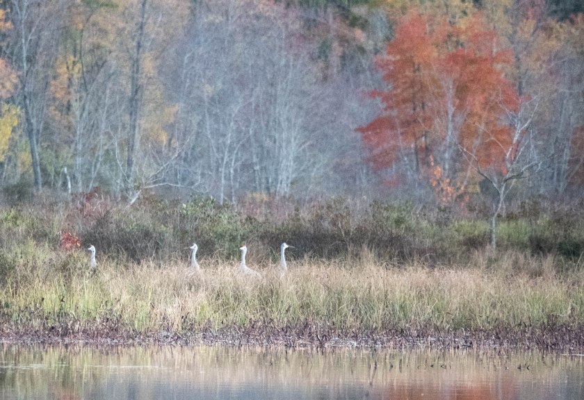 Sandhill cranes