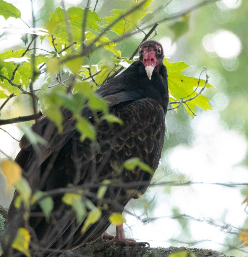 Adult turkey vulture