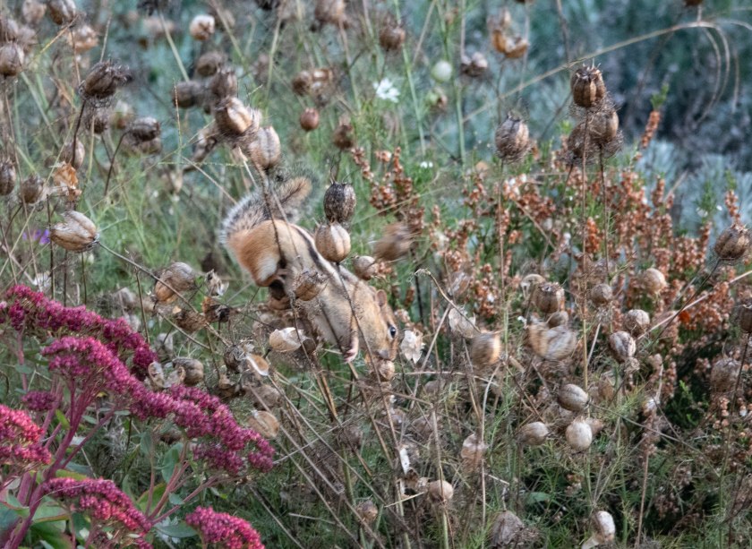 chipmunks