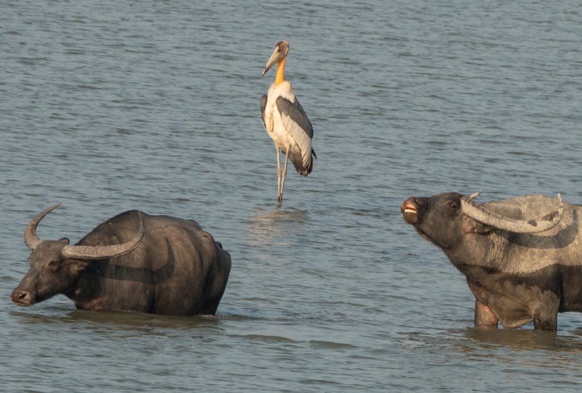 Wild water buffalo, scenting