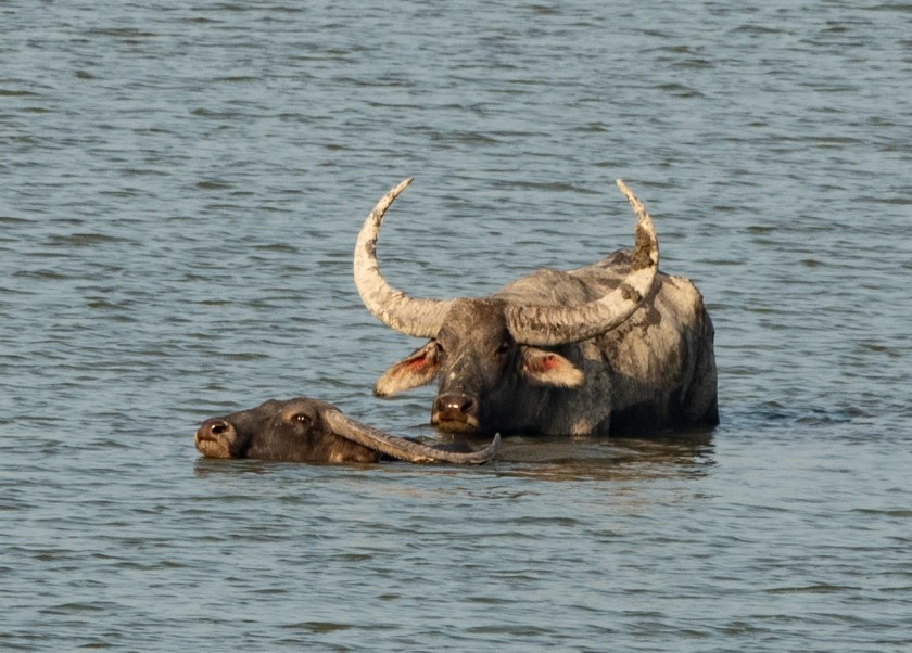 Wild water buffalo, scenting