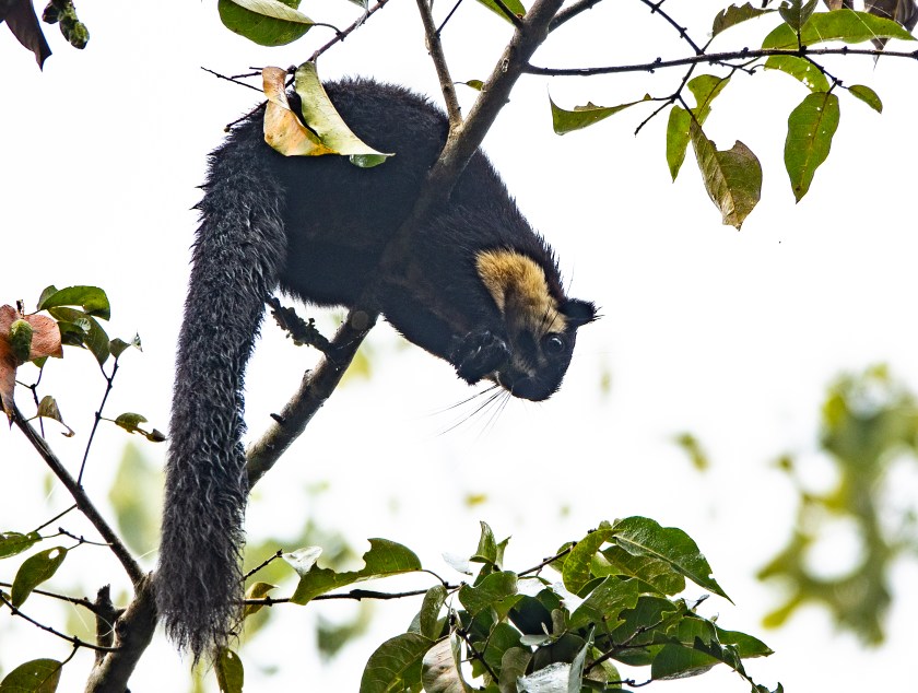 Malayan Giant Squirrel
