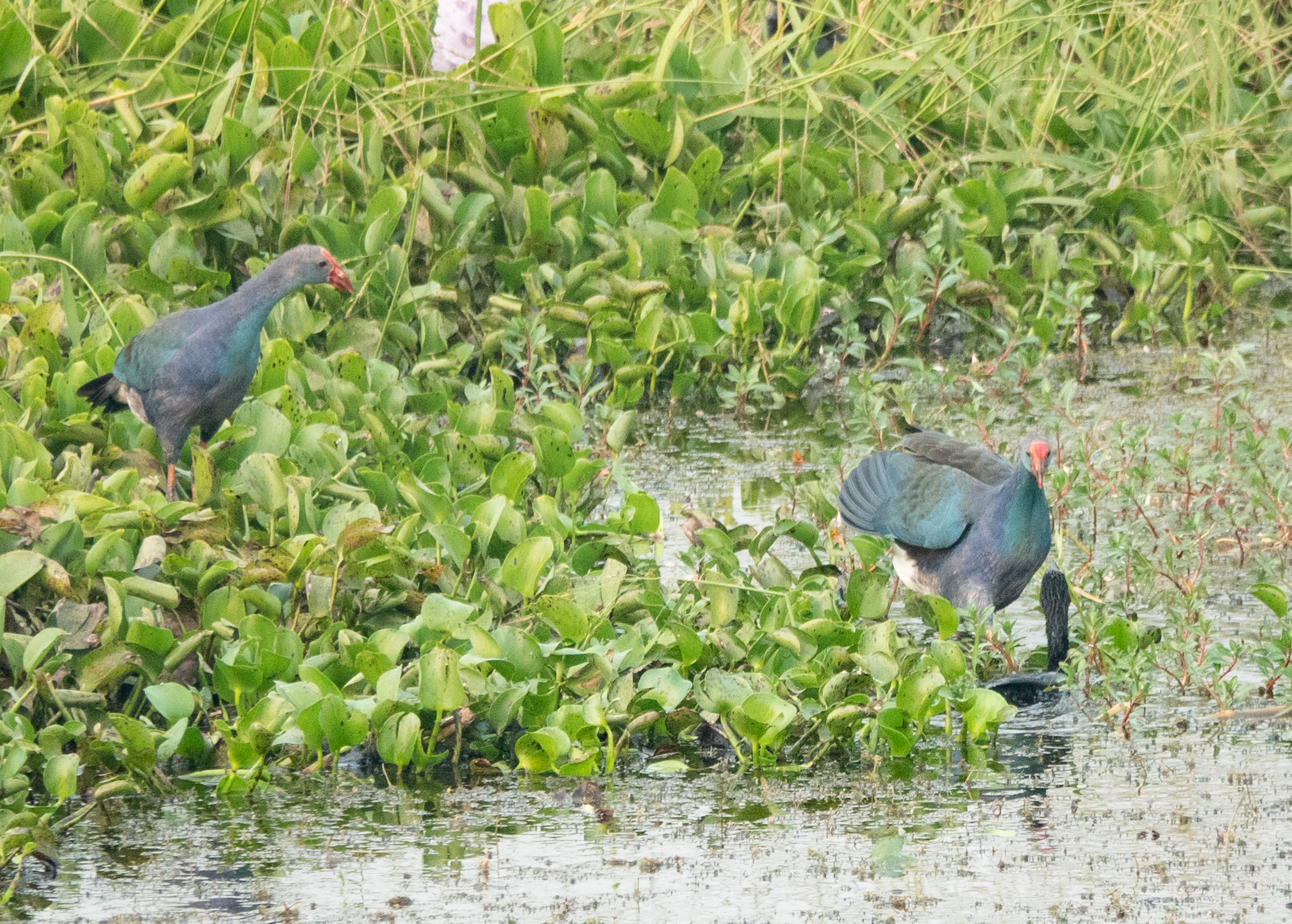 Purple Swamphens, attacking cormorant