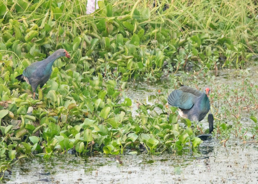 Purple Swamphens, attacking cormorant