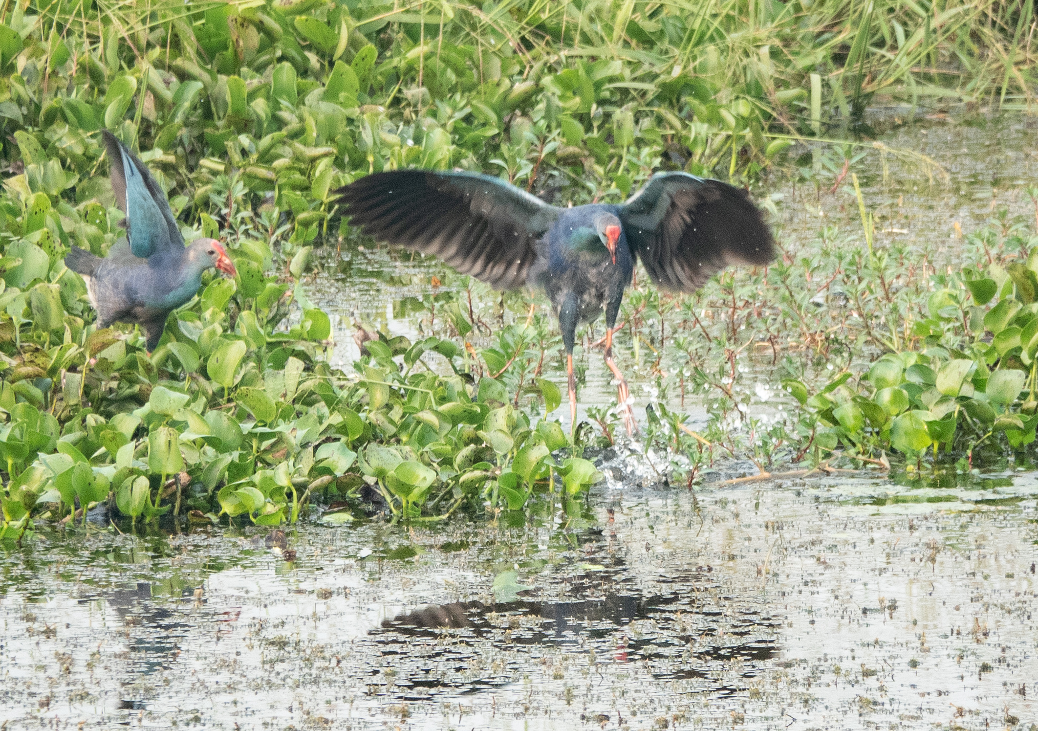 Purple Swamphens, attacking cormorant