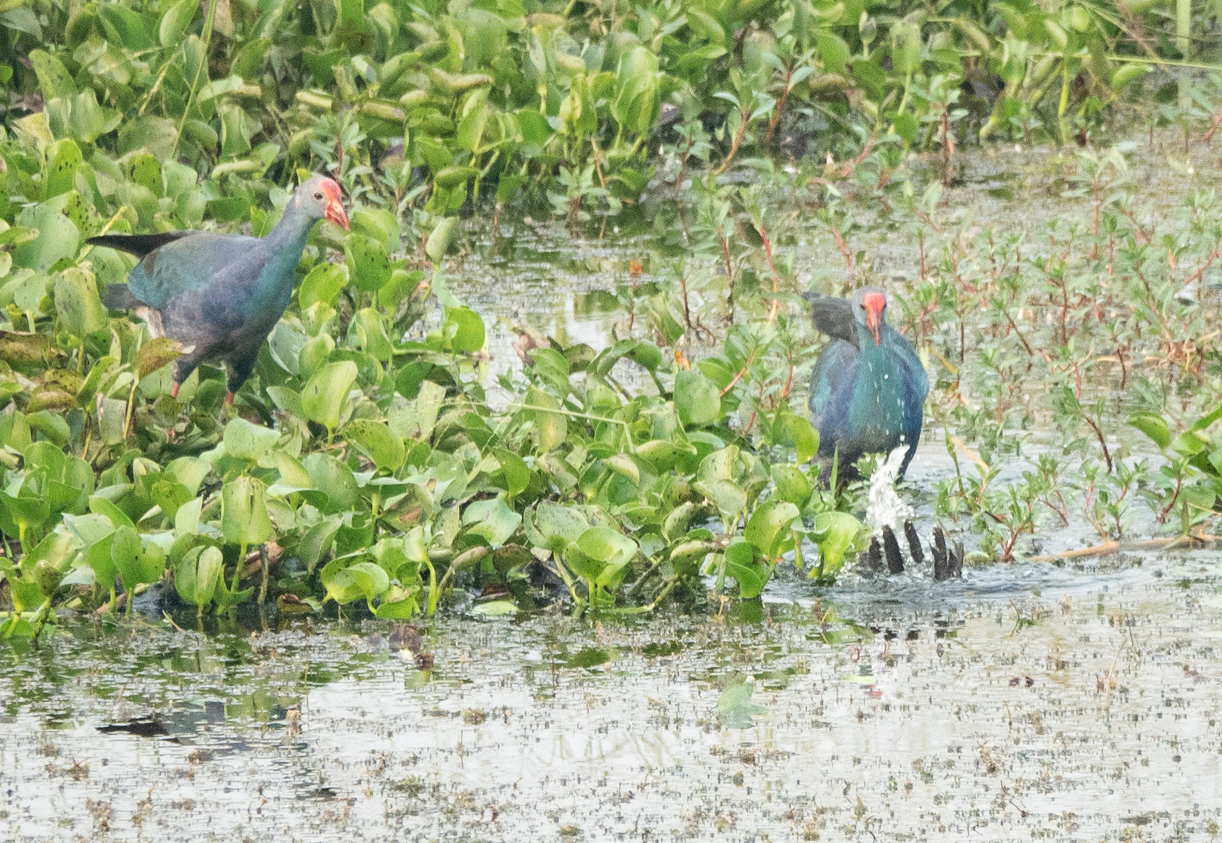 Purple Swamphens, attacking cormorant