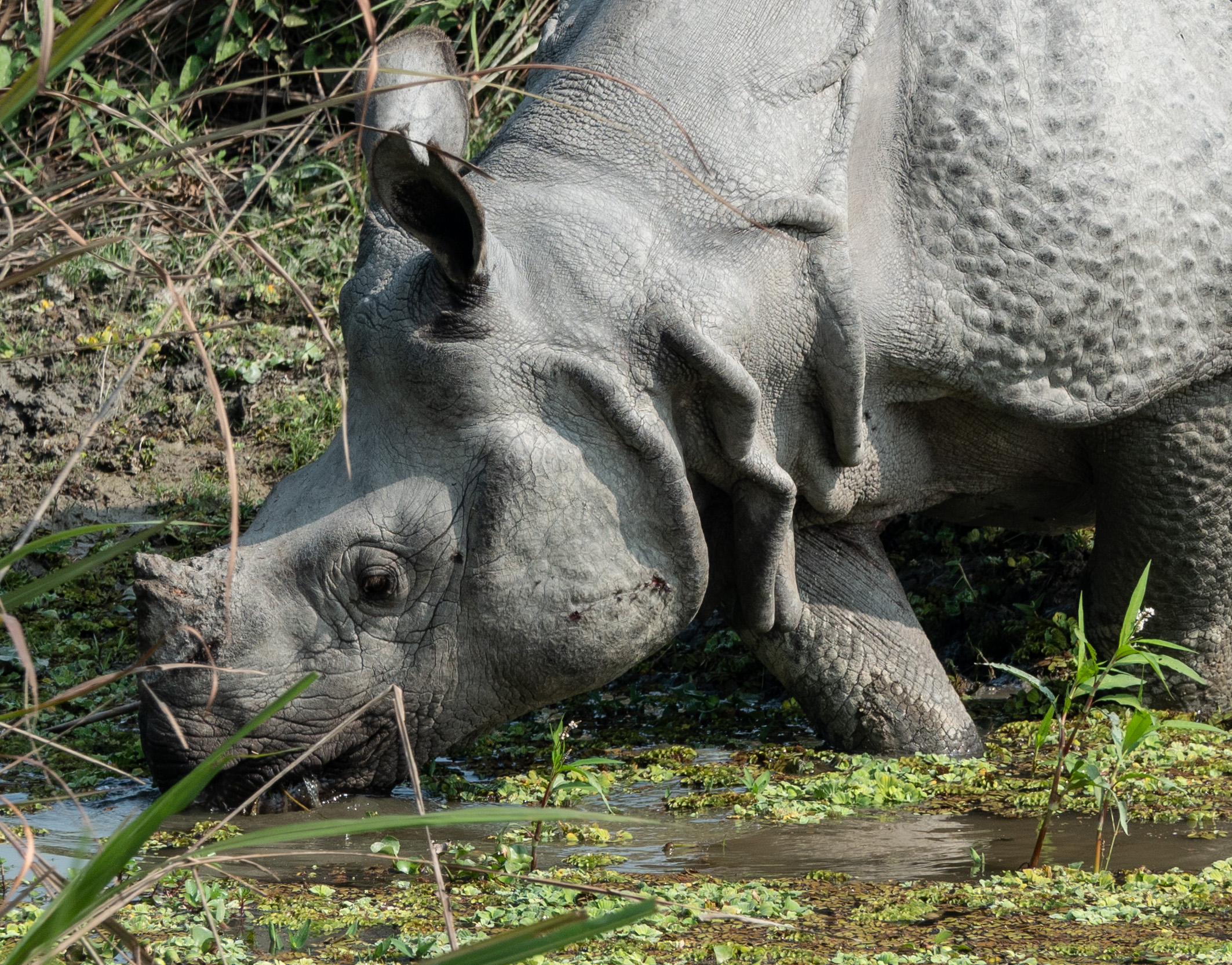 Indian one-horned Rhino