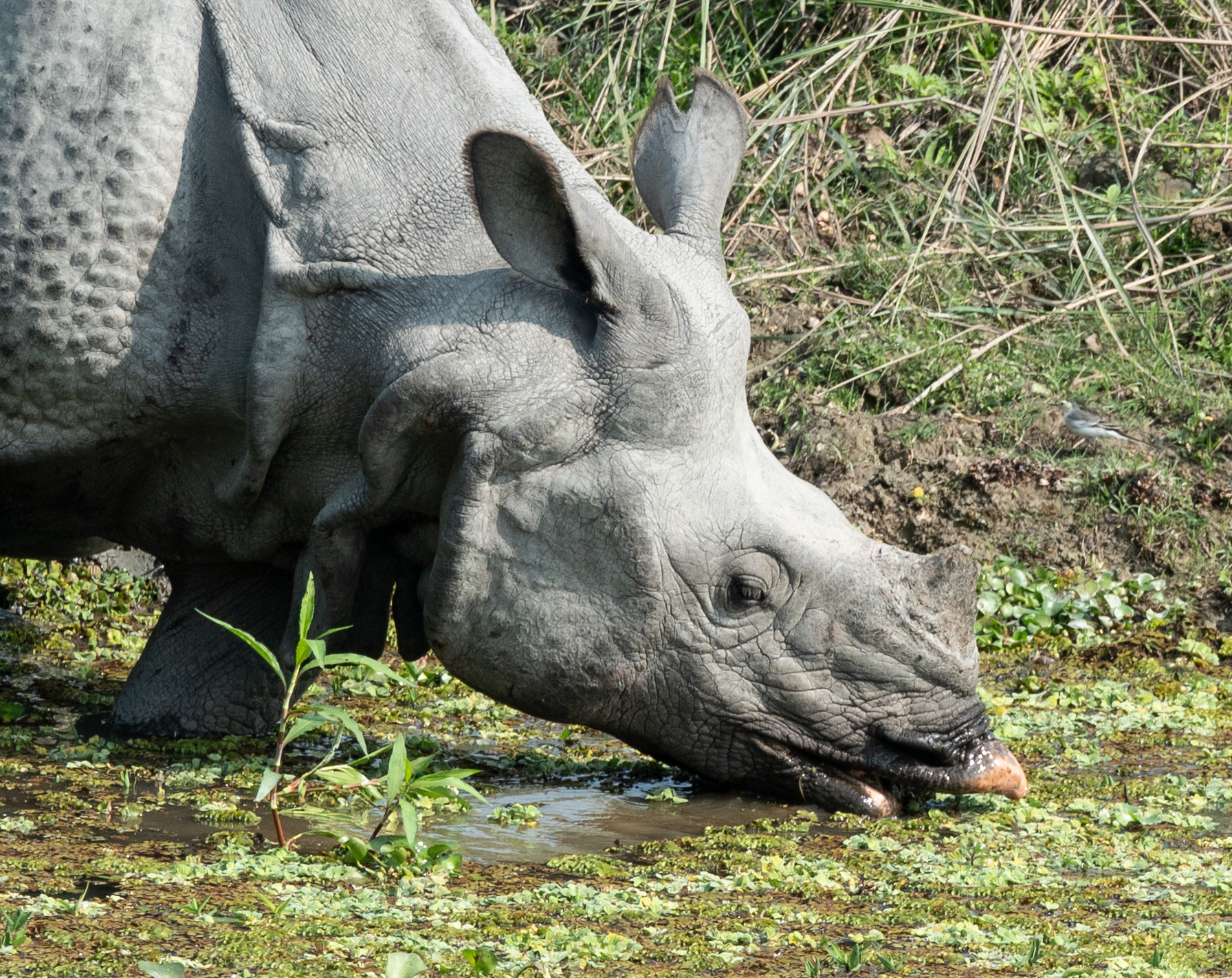 Indian one-horned Rhino