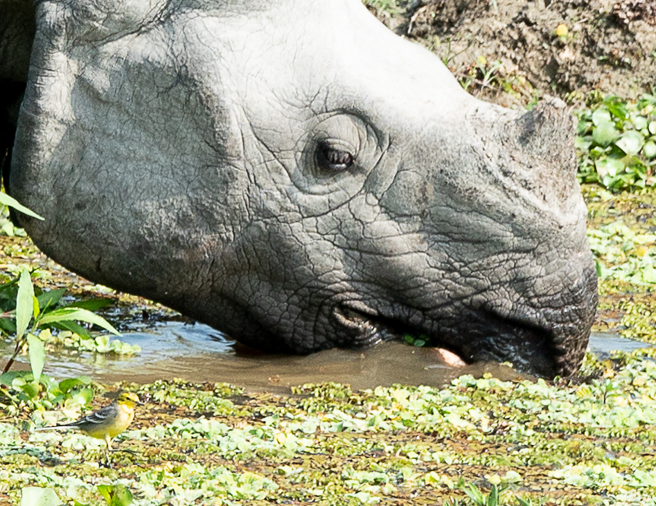 rhino, citrine wagtail