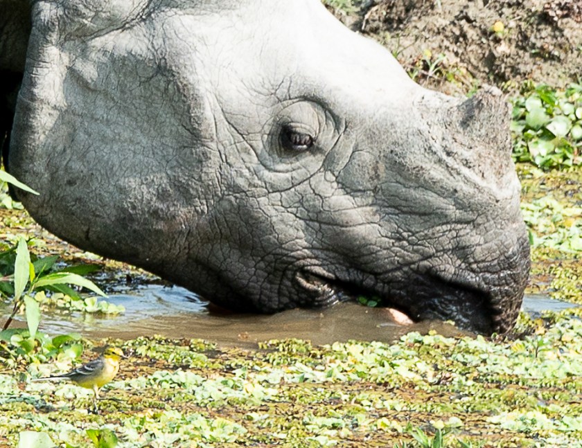 rhino, citrine wagtail