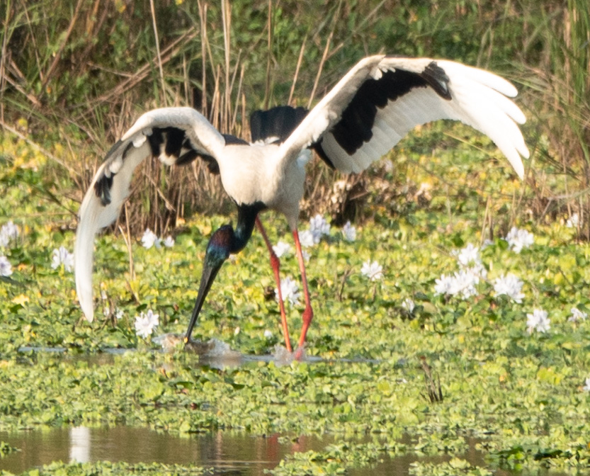 Black-necked Stork