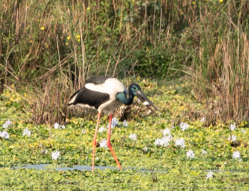 Black-necked Stork