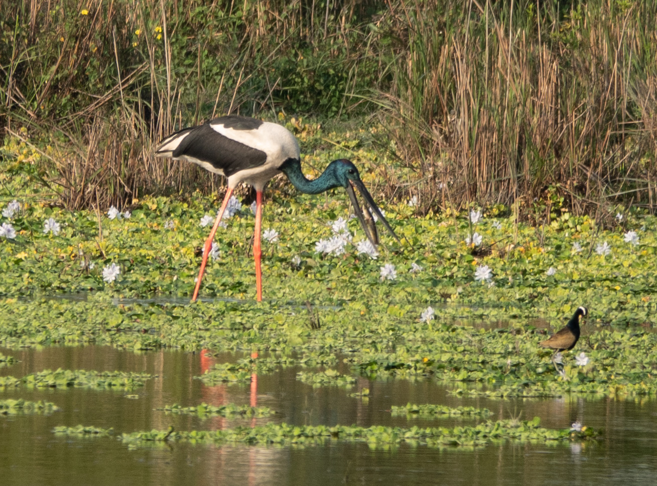 Black-necked Stork