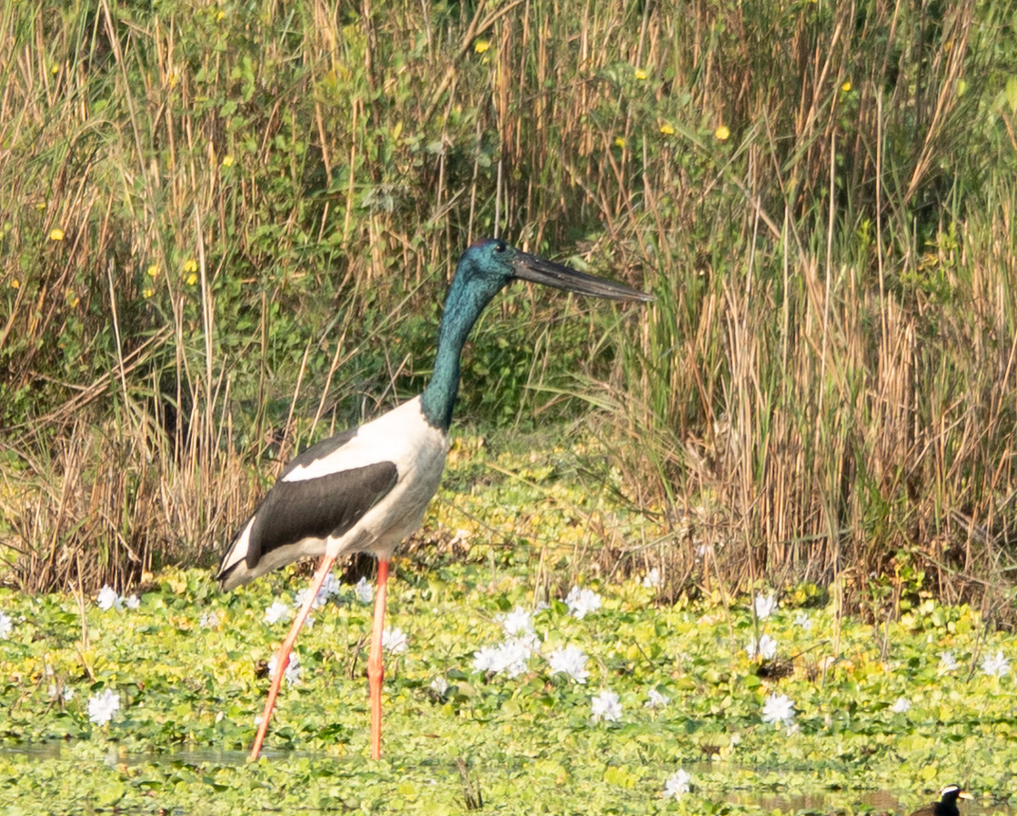 Black-necked Stork