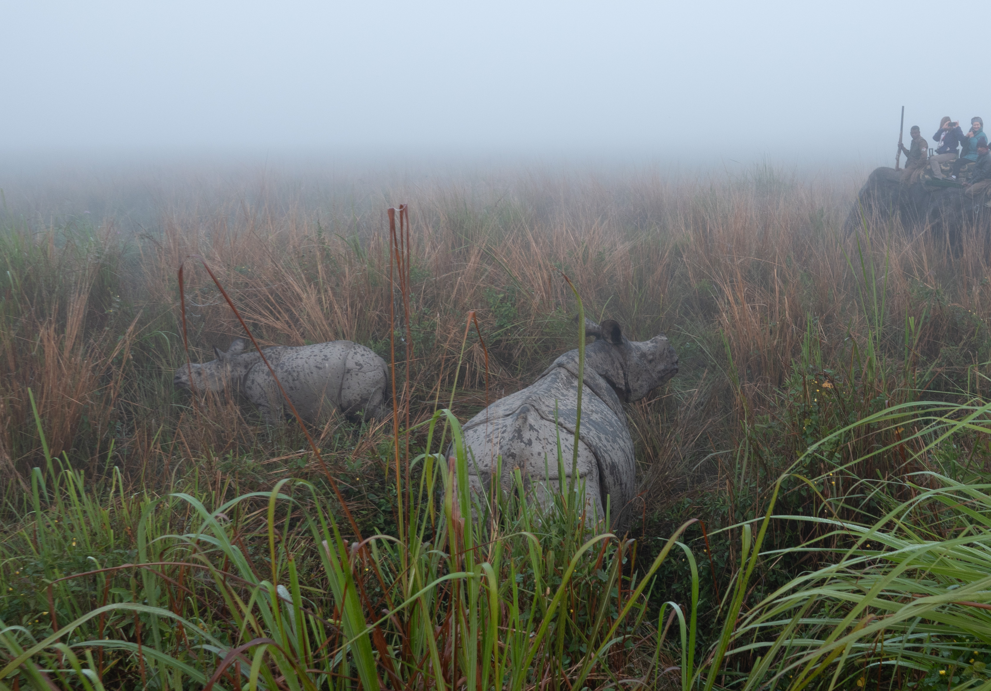 Elephant ride with rhino