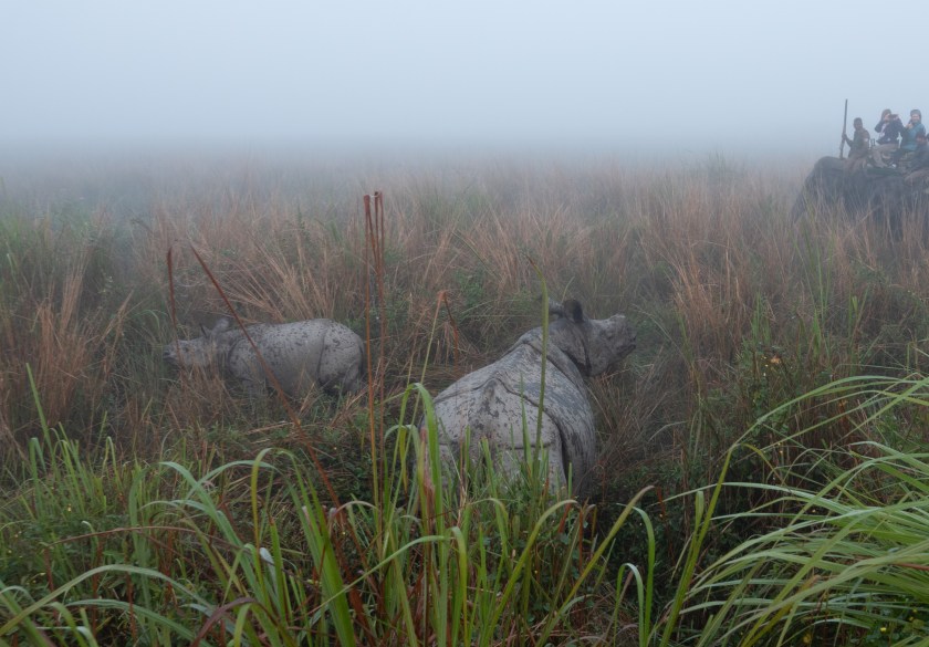 Elephant ride with rhino