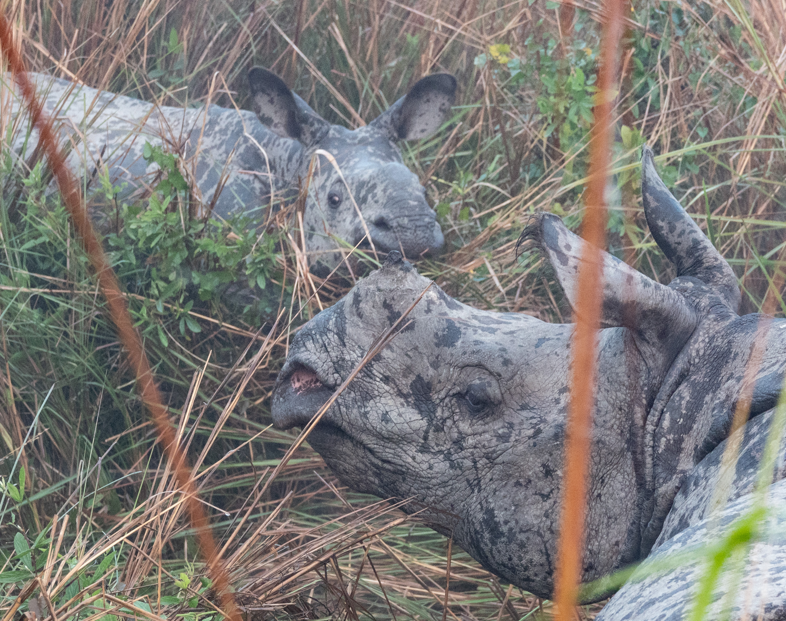 Elephant ride with rhino